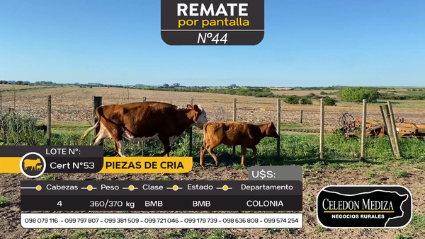 Lote 4 Piezas de cría en Otra Localidad, Colonia