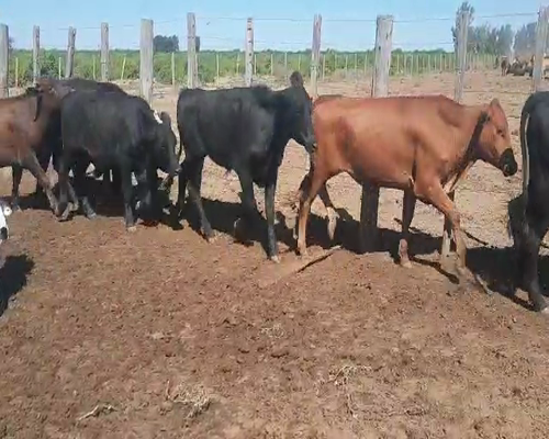 Lote 155 Novillitos en Capital, Santiago del Estero