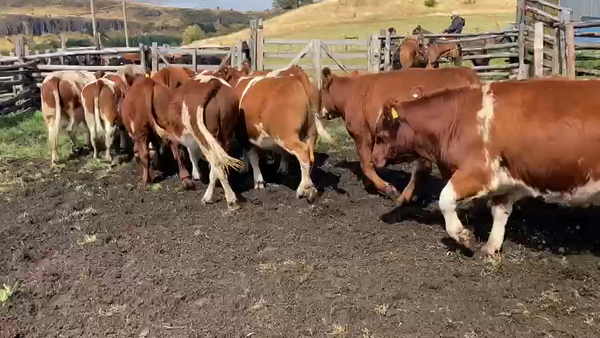 Lote 40 Novillo Engorda en Coyhaique, XI Región Aysén
