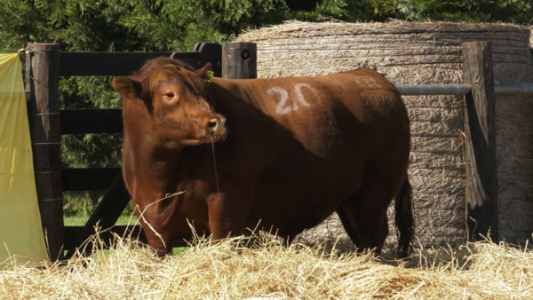 Lote TOROS ANGUS PURO CONTROLADO