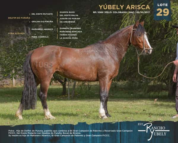 Lote Yubely Arisca