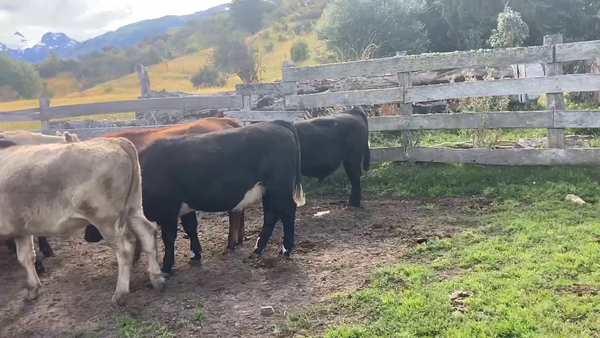 Lote 20 Novillo Engorda en Chile Chico, XI Región Aysén