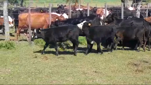 Lote (Vendido)22 Terneras ANGUS/ HEREFORD a remate en #43 Pantalla Carmelo  155kg -  en COLONIA ARRUE