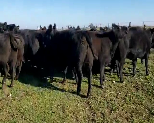 Lote 58 Vaquillonas en Coronel Pringles, Buenos Aires
