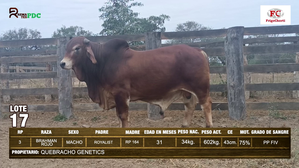 Lote TORO - BRAHMAN ROJO