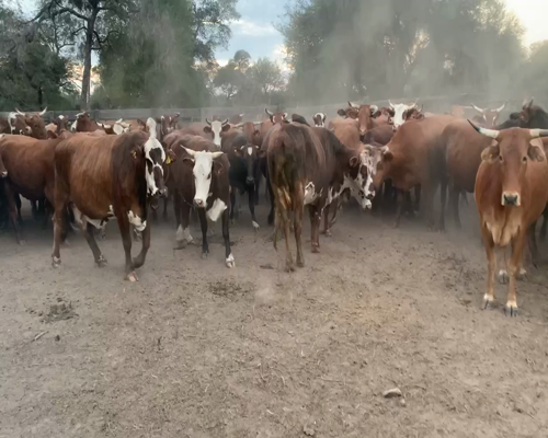 Lote 74 Vacas nuevas Preñadas en Juan José Castelli, Chaco
