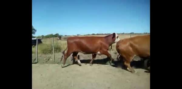Lote 47 Vacas nuevas Preñadas en Curuzú-Cuatiá, Corrientes