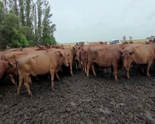Lote 72 Vacas CUT preñadas en Loberia, Buenos Aires