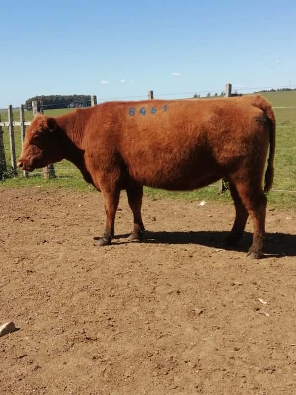 Lote 5 VACAS SA VACIAS