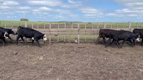 Lote 188 Novillos 1 a 2 años en Meneses, Artigas