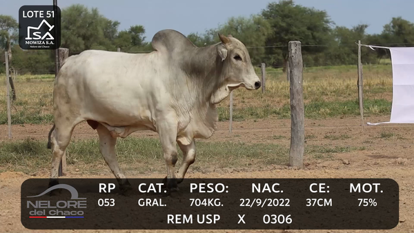 Lote LOTE 51