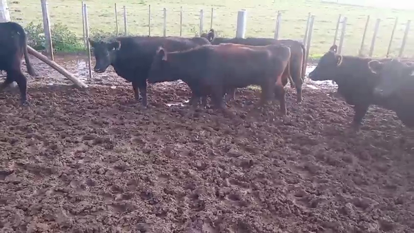 Lote 96 Vacas Vacias por tacto