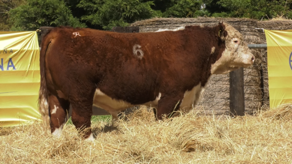 Lote TOROS P. HEREFORD PURO REGISTRADO