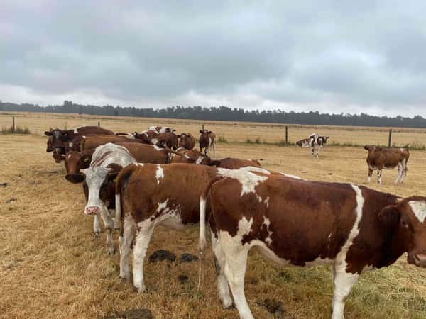 Lote 30 Vaquilla Engorda en Puerto Varas, X Región Los Lagos