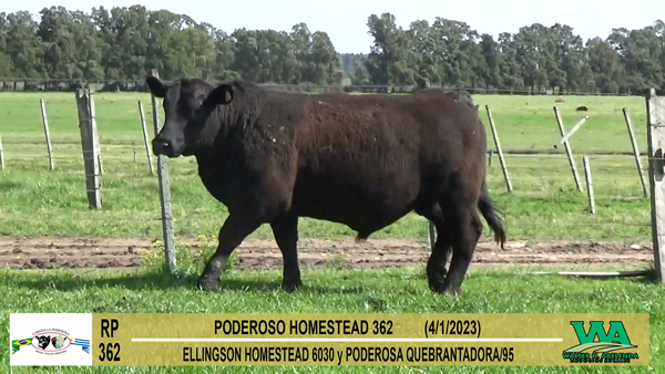 Lote Toros Angus a remate en Cabaña La Poderosa, Florida