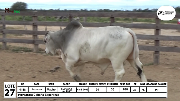 Lote Lote 27