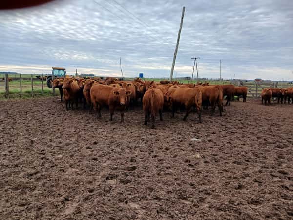 Lote 60 Vaquillonas C/ gtia de preñez