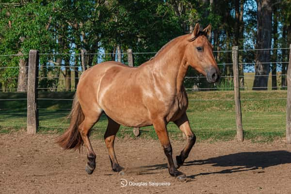 Lote MUÑECA DE LA COLINA