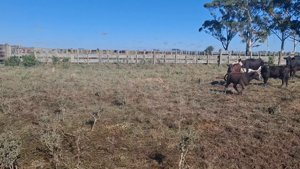 Lote 354 Piezas de cría en Treinta y Tres