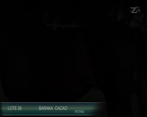 Lote BARAKA CACAO