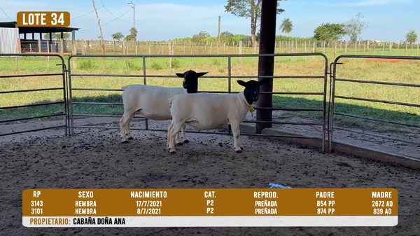 Lote LOTE 34 - DESTACADO