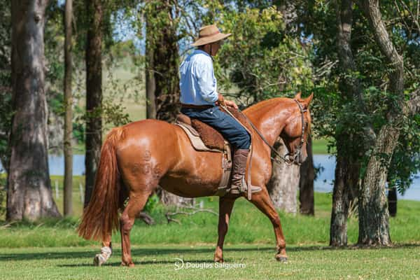 Lote JURA DE LA COLINA