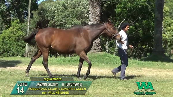 Lote JAZMIN GLORY