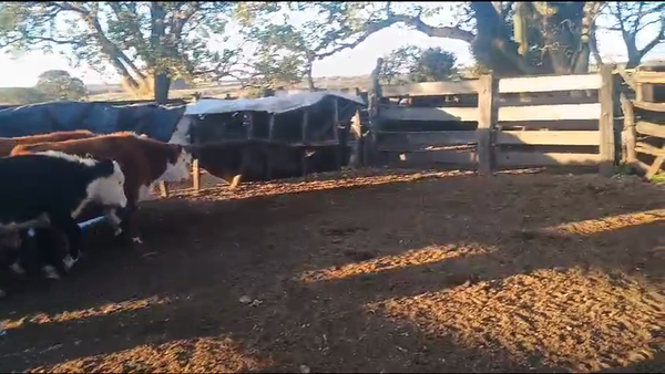 Lote Lote 15