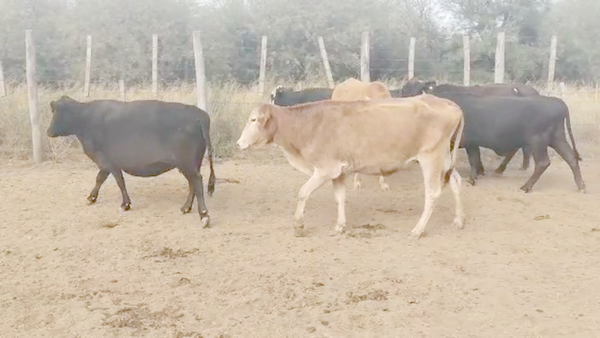 Lote 35 Vacas de invernar en Quimilí, Santiago del Estero