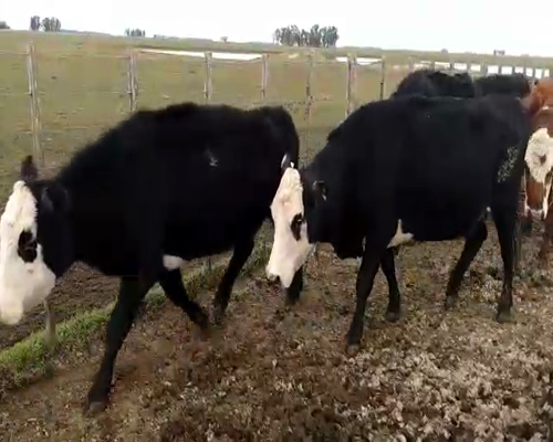 Lote 38 Vacas CUT preñadas en Olavarría, Buenos Aires