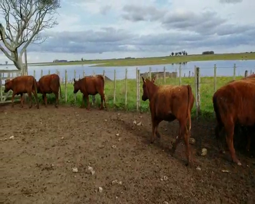 Lote 60 vaquillonas Angus prontas para entorar