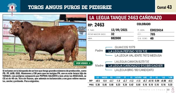 Lote TOROS ANGUS PP