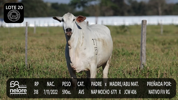 Lote LOTE 20