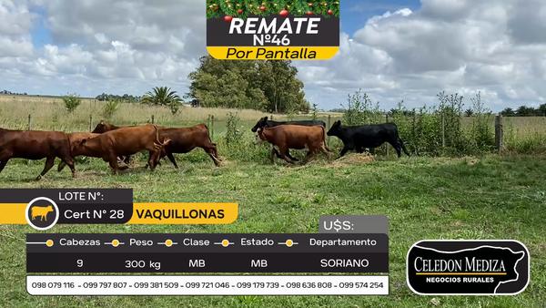 Lote 9 Vaquillonas  en Cardona, Soriano