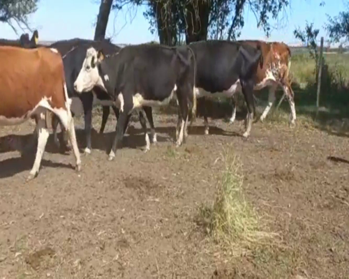 Lote Vacas de Invernada