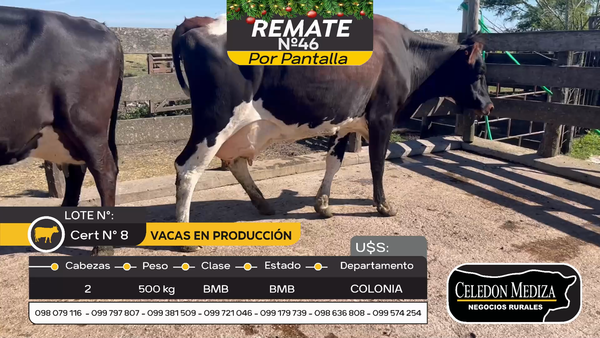 Lote 2 Vacas preñadas en Ombúes Lavalle, Colonia