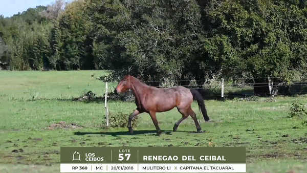 Lote RENEGAO DEL CEIBAL