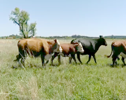 Lote 24 Vacas de invernar en Entre Ríos, Colón