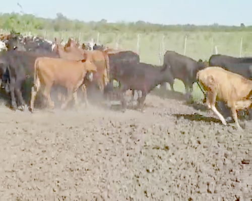 Lote 70 Terneras en Villaguay, Entre Ríos