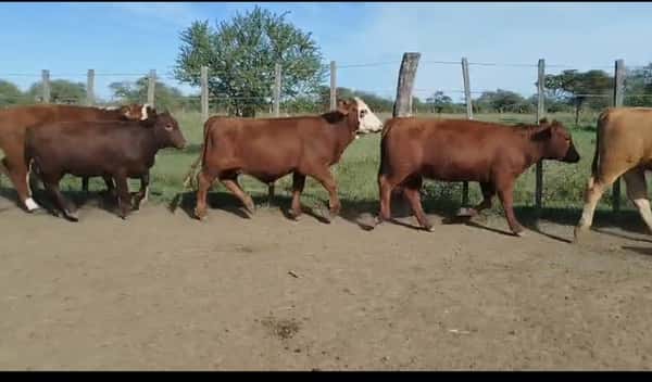 Lote 75 Terneras en Corrientes, Curuzú-Cuatiá