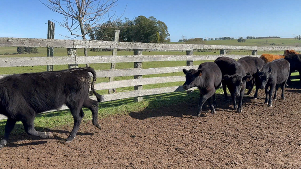 Lote 58 Terneras en Poblado Alonso, Treinta y Tres