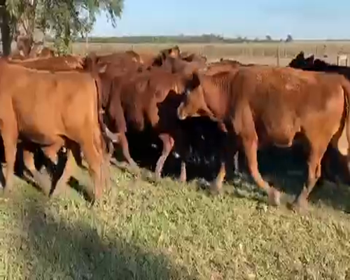 Lote 135 Novillitos en El Colorado, Formosa