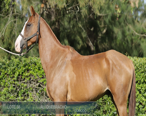 Lote ALI QUEBRACHO