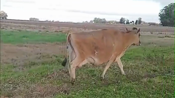 Lote 3 Vaca a remate en Pantalla Camy 420kg - , San José