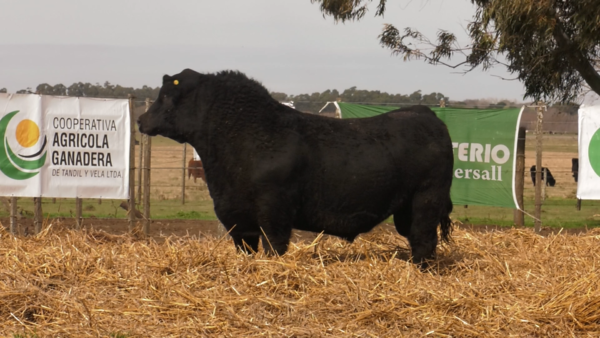 Lote TOROS PUROS POR CRUZA