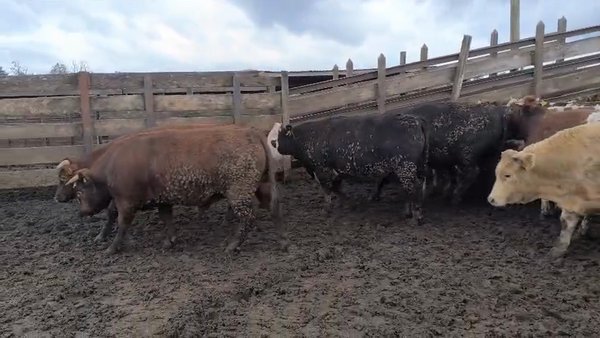 Lote 20 Novillo Gordo en Los Ángeles, VIII Región Biobío
