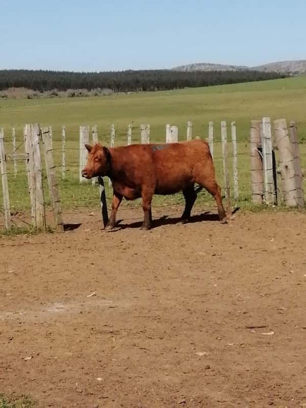 Lote 4 VACAS PREÑADAS SA