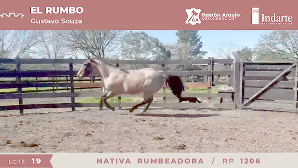 Lote NATIVA RUMBEADORA