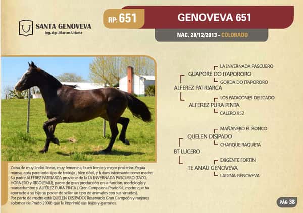 Lote RP 651 - GENOVEVA 651 - SANTA GENOVEVA