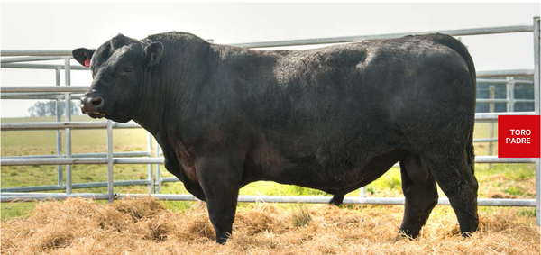 Lote RINCON FARAON 173